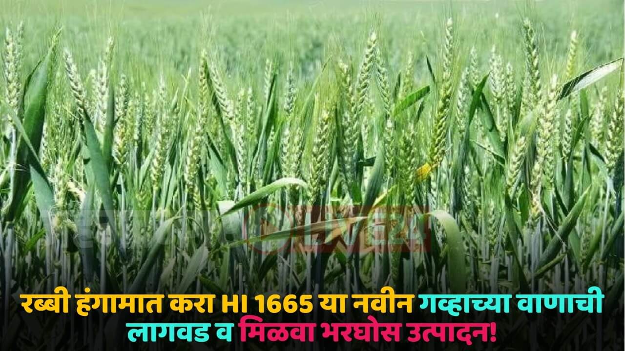 wheat crop breed