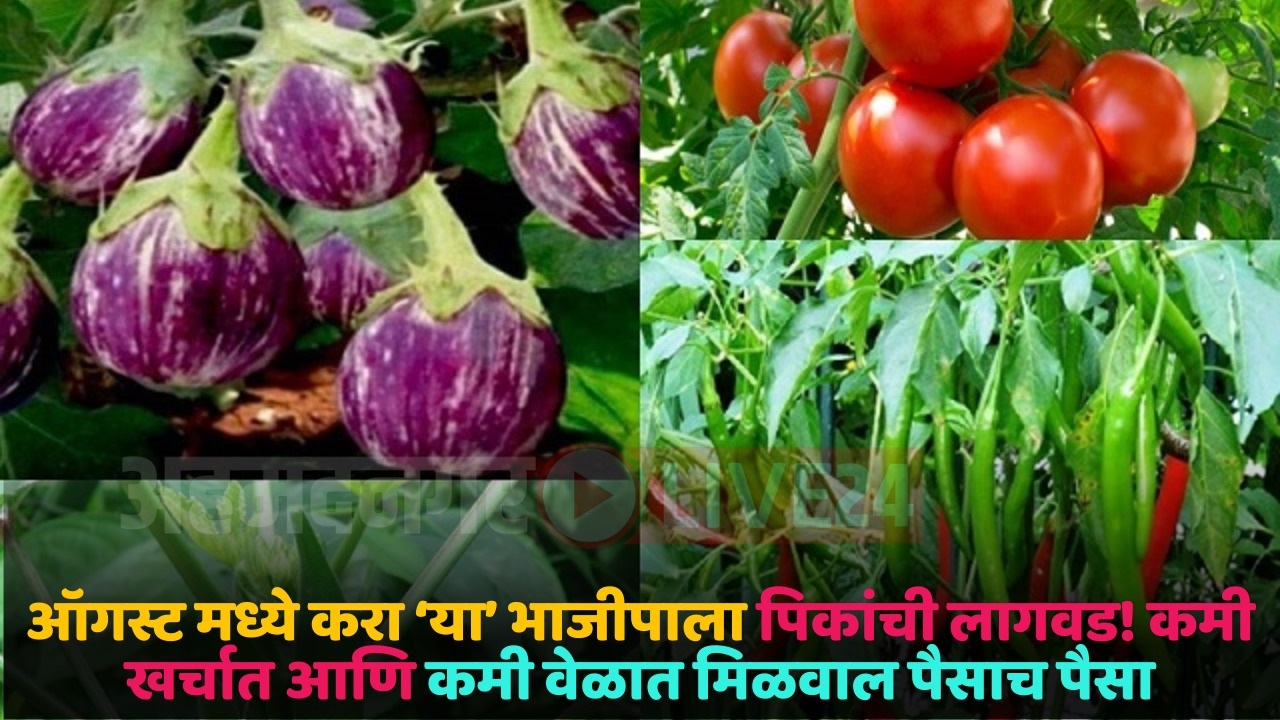 vegetable crop