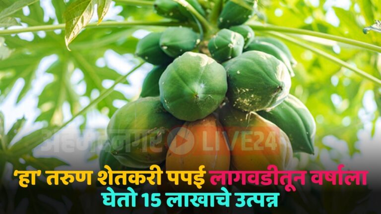 papaya crop