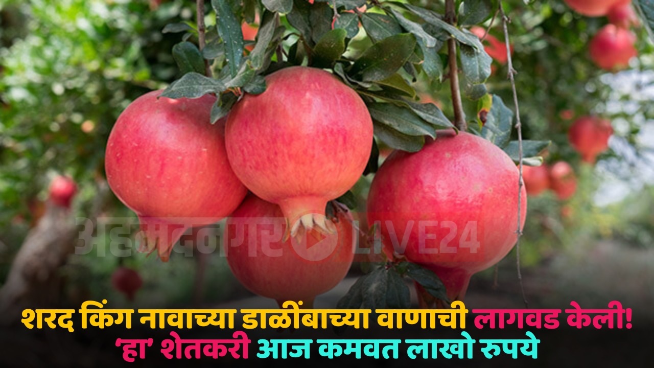 pomegrenet