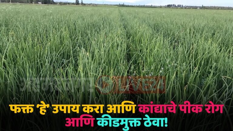 onion crop