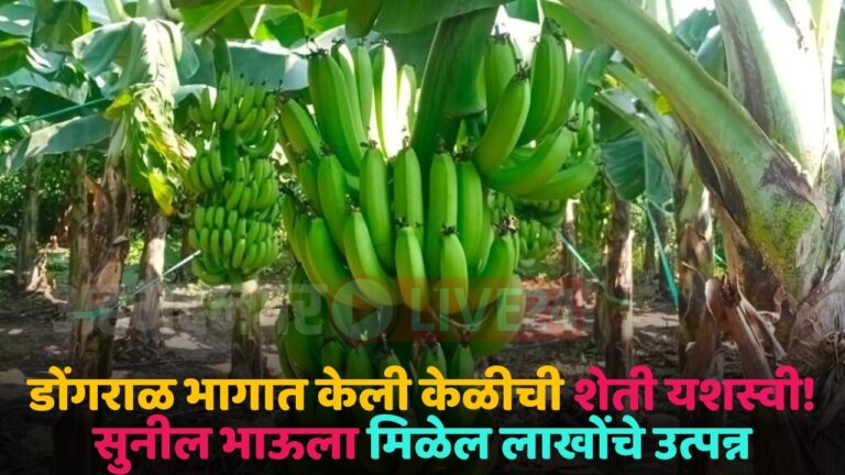 banana crop