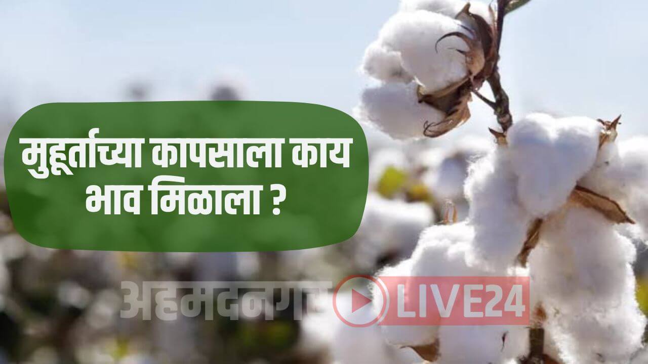 Cotton Rate Maharashtra