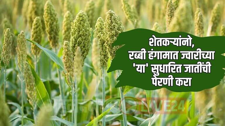 Rabi Jowar Farming