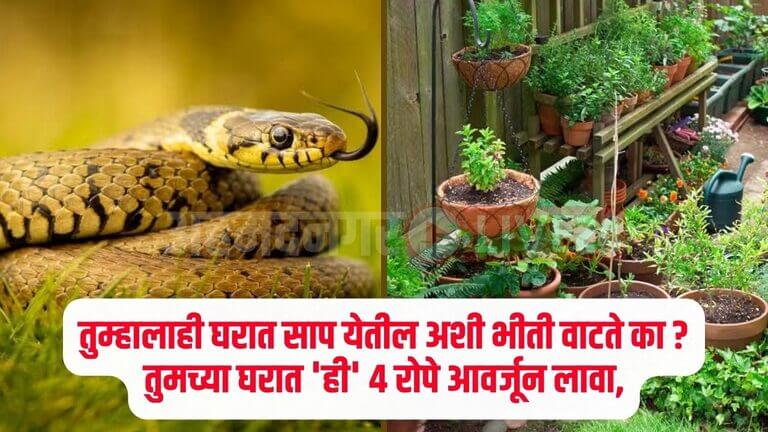 Snake Viral News