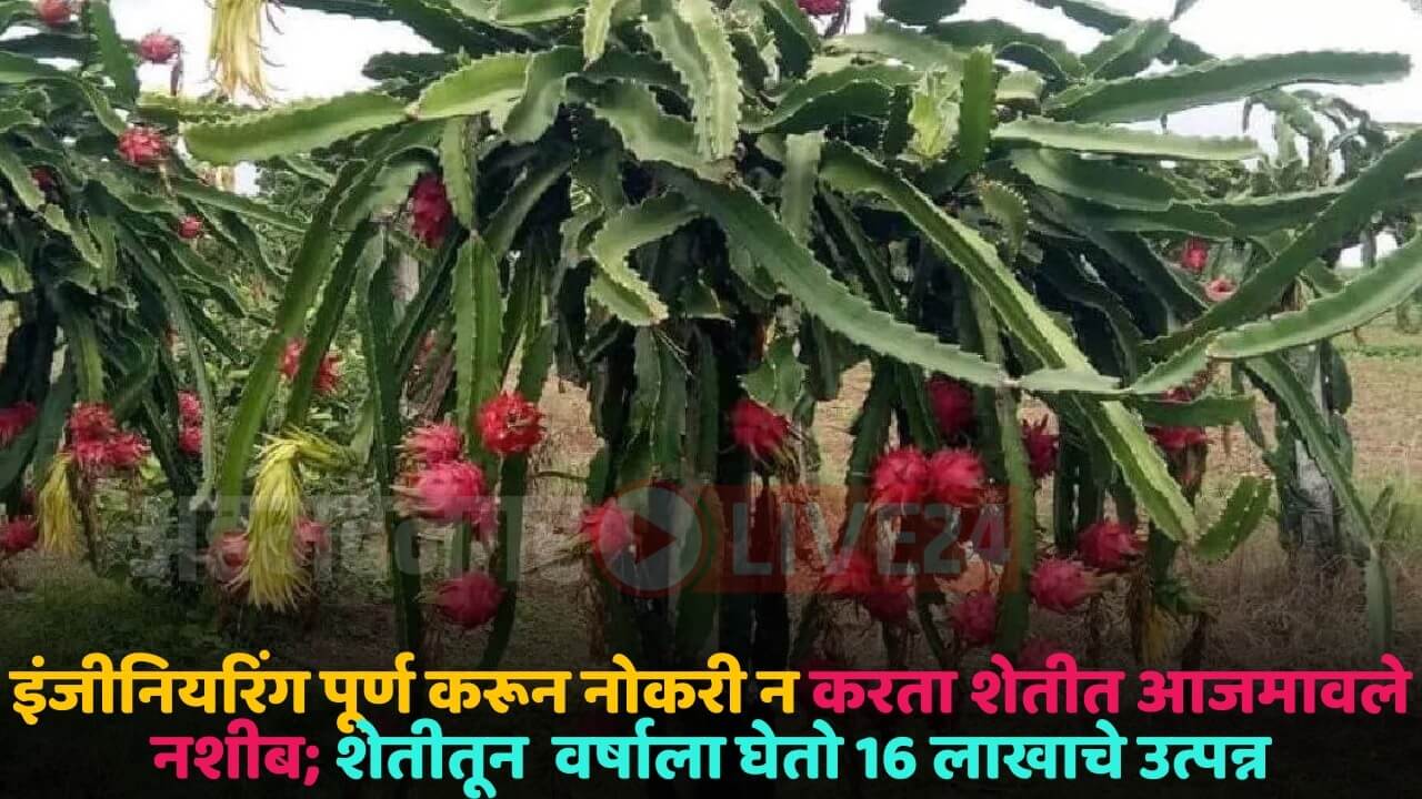 dragon fruit crop