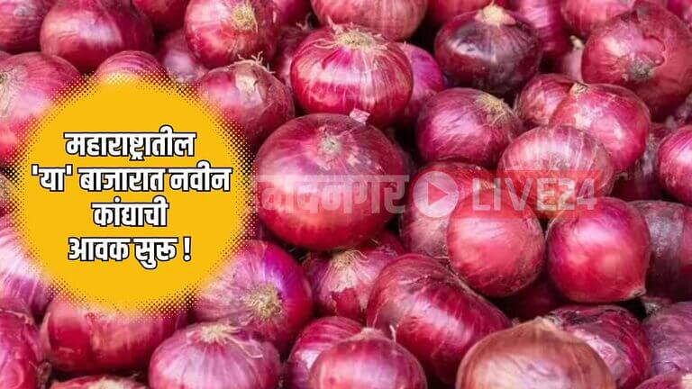 Maharashtra Onion Rate