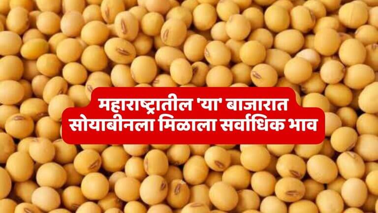 Maharashtra Soybean Rate