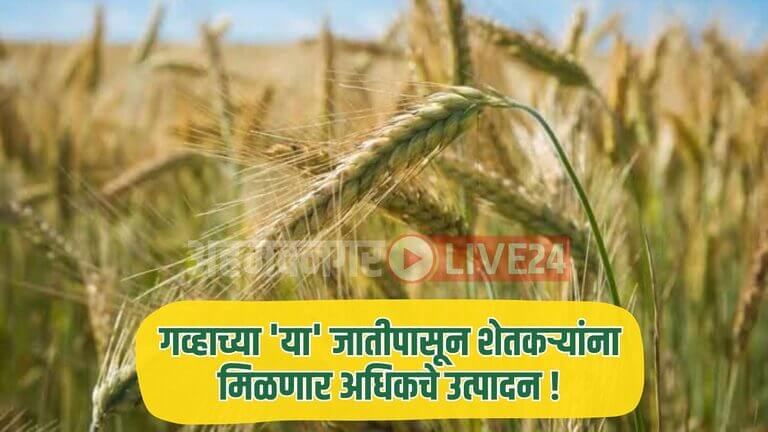 Wheat Farming