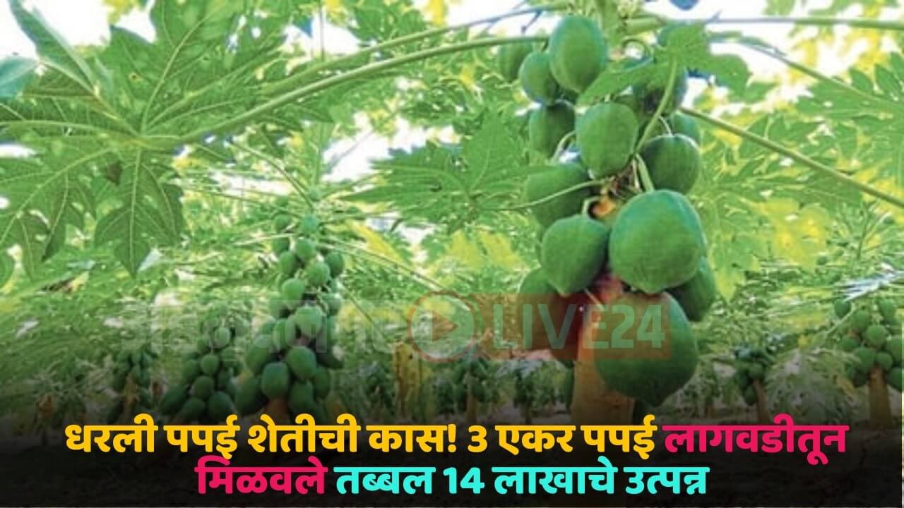 papaya crop