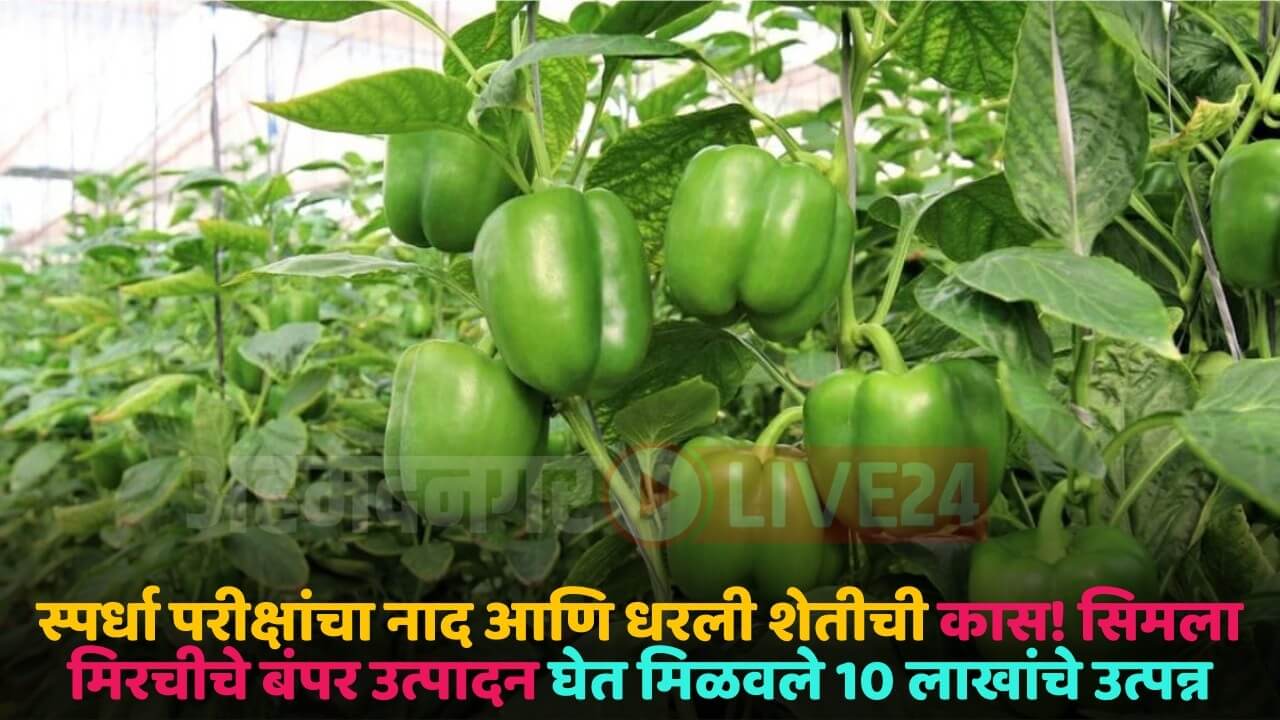 shimala mirchi