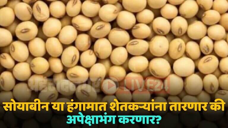 soybean market price