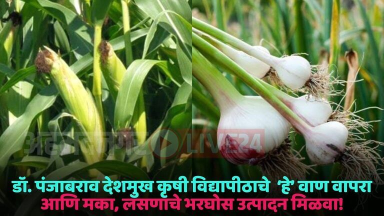 garlic and corn variety