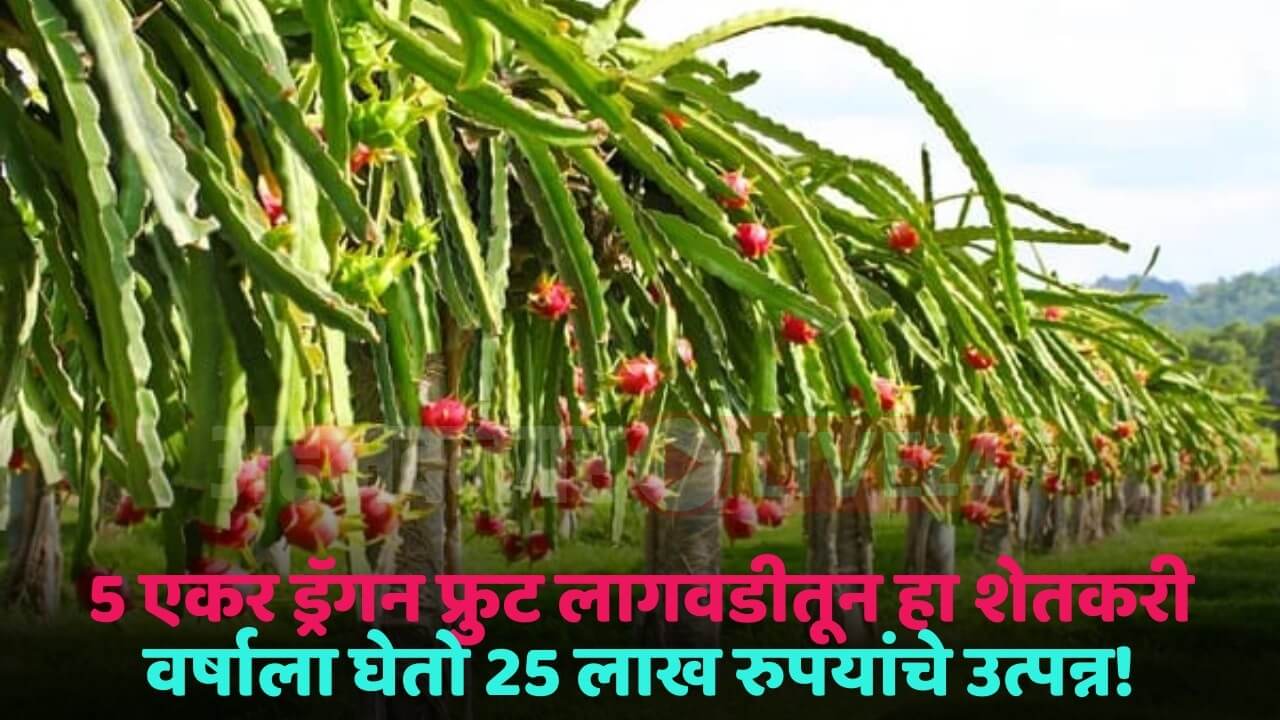 dragon fruit crop