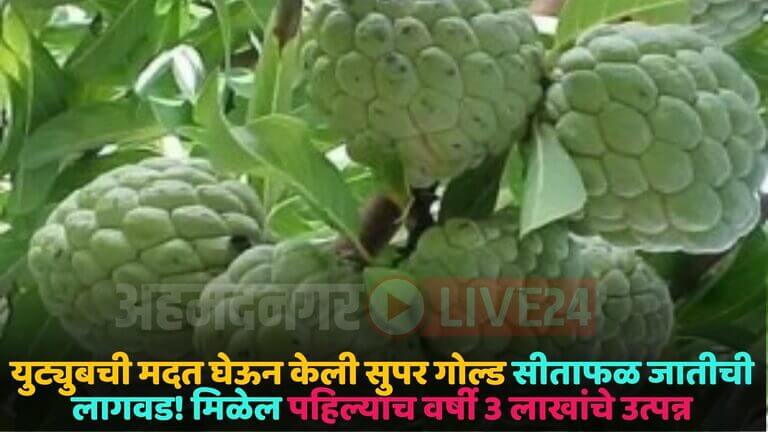 custard apple