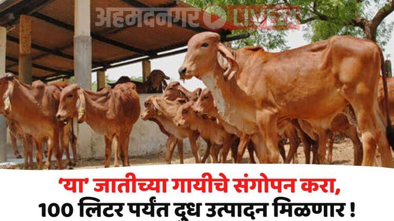 Cow Farming