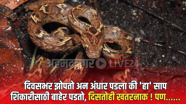 Snake Viral News