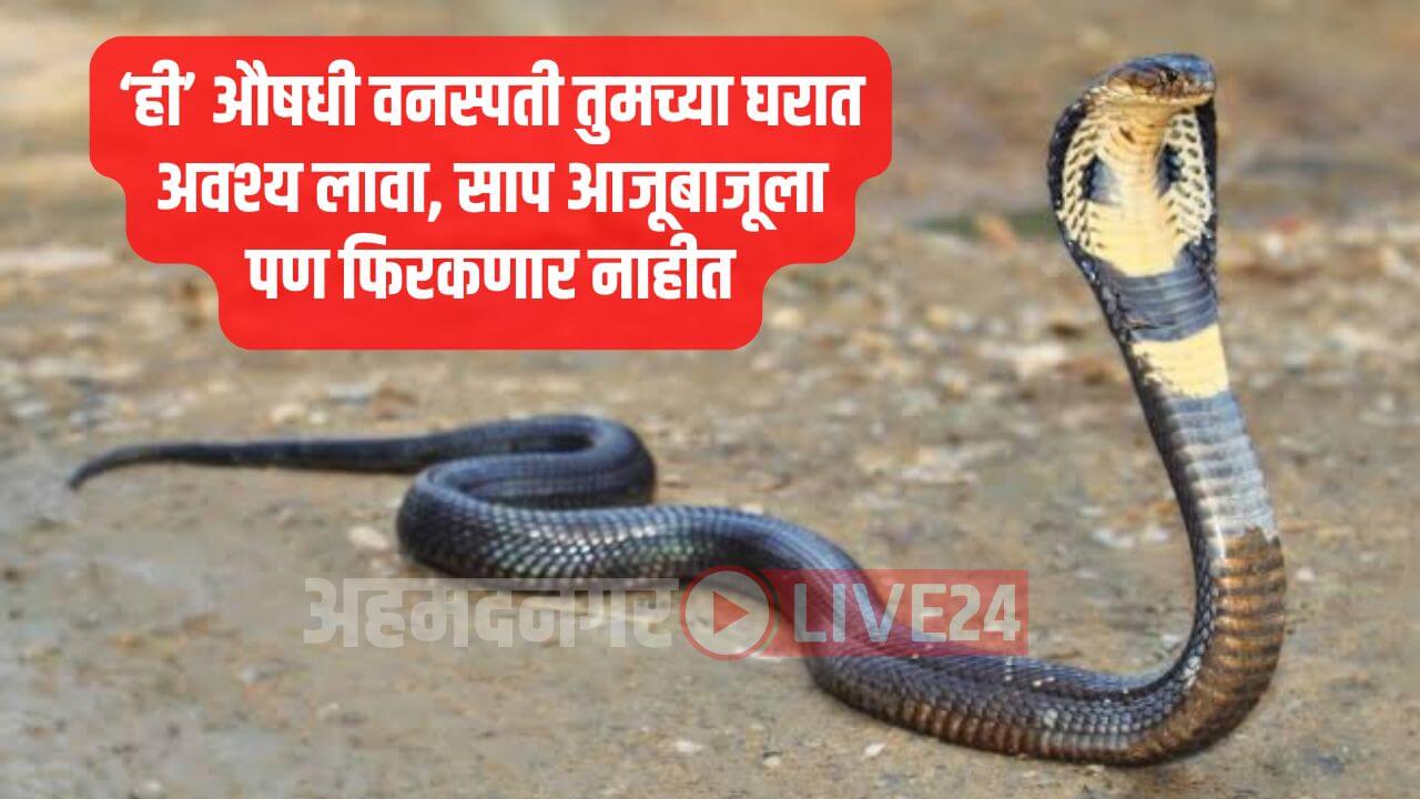 Snake Viral News