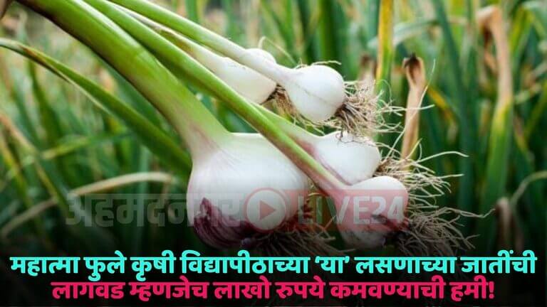 garlic variety