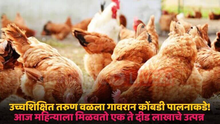 gavran poultry farming