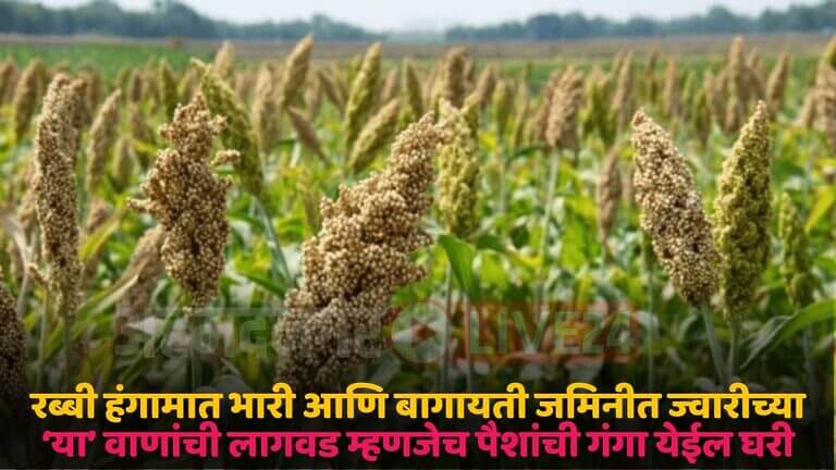 jowar crop variety