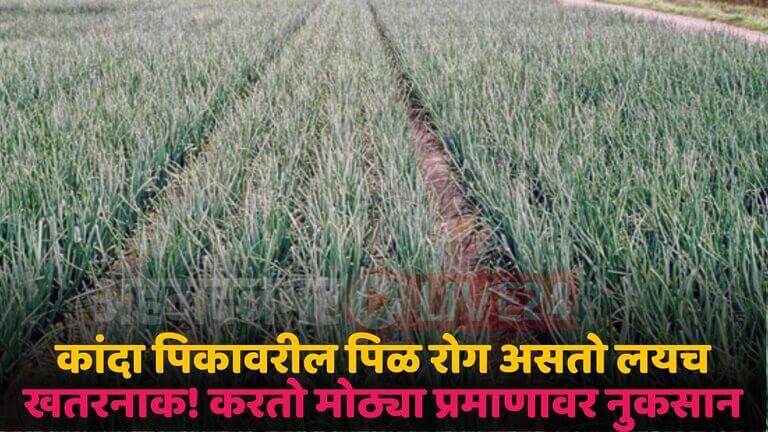 onion crop management