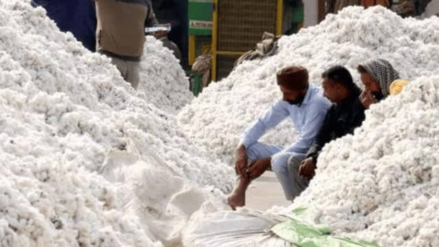 cotton market