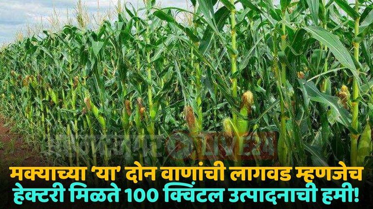 maize crop variety