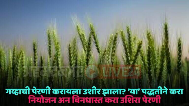 wheat crop