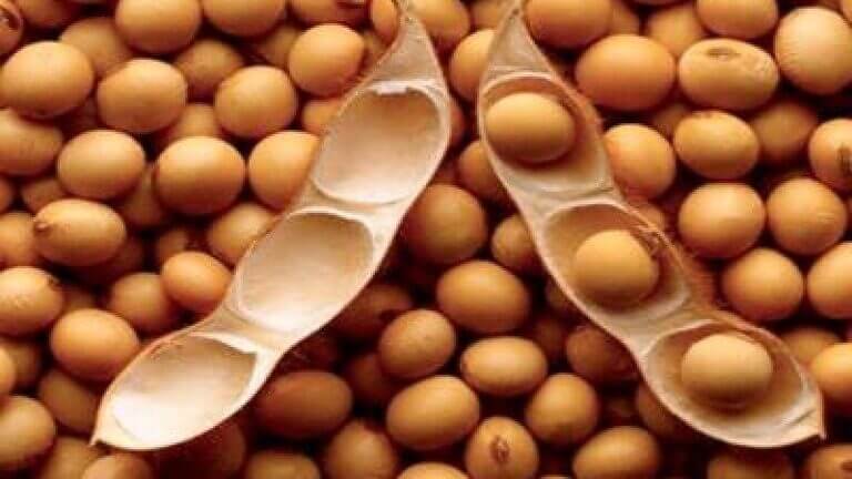 soybean