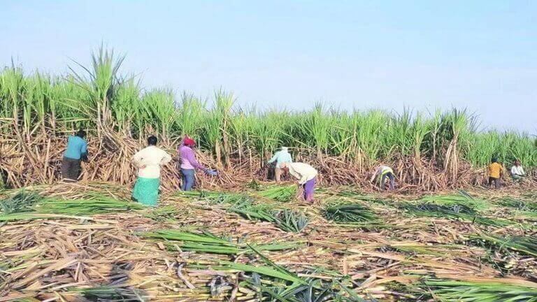 sugarcane harvesting