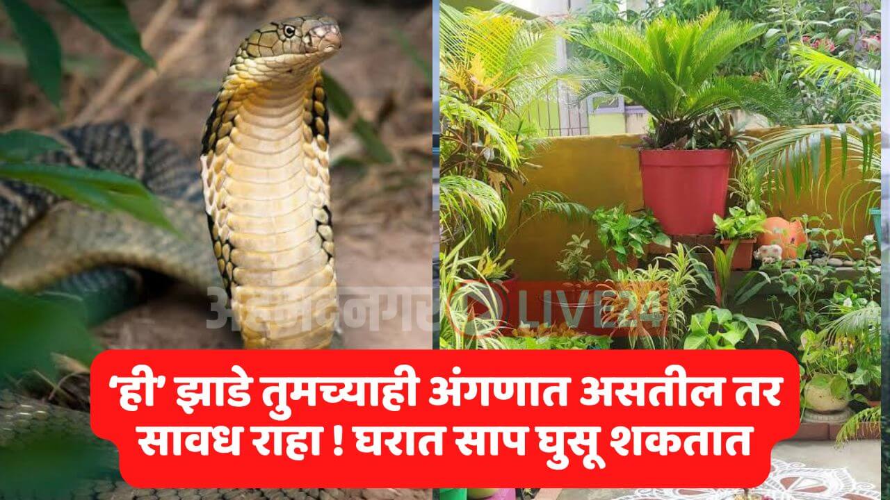 Snake Viral News