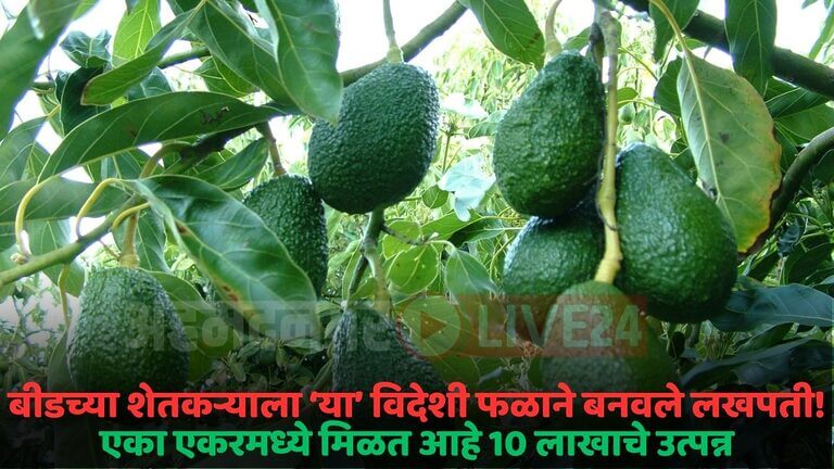 avocado crop