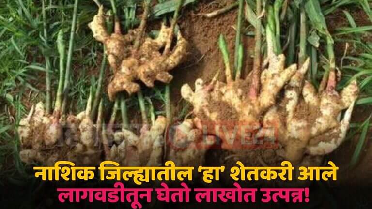 ginger farming