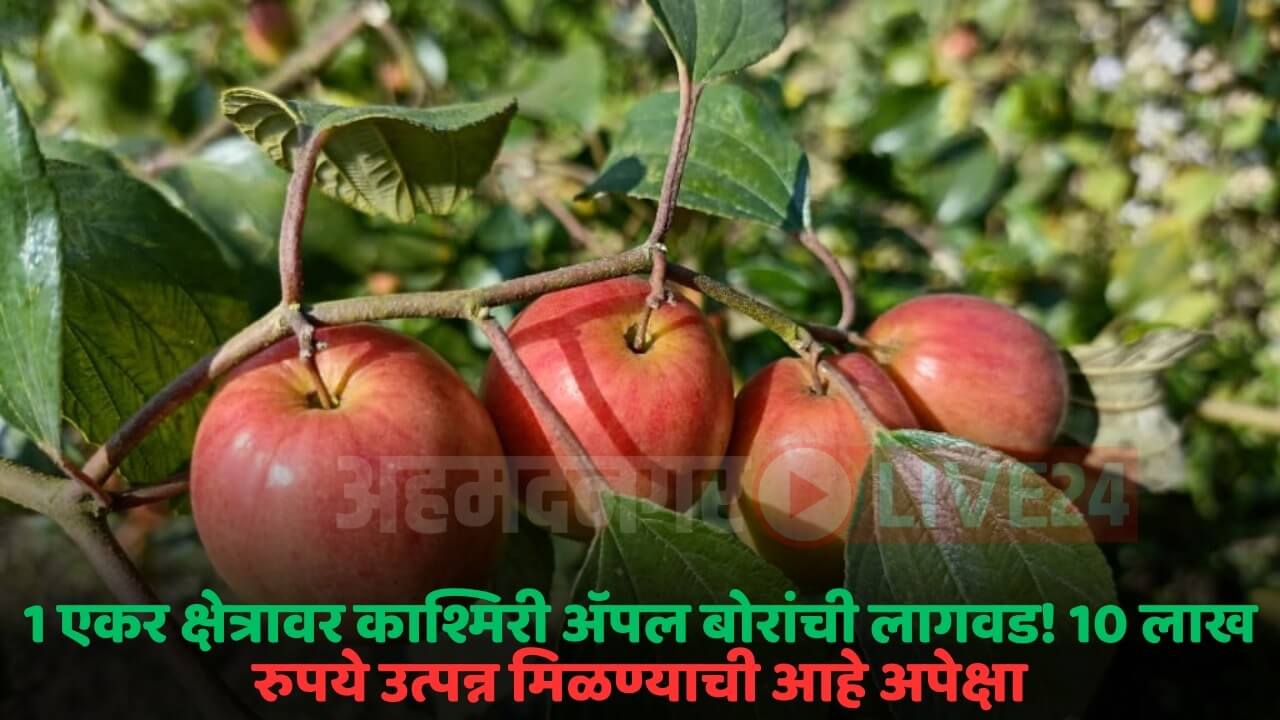 kashmiri apple ber