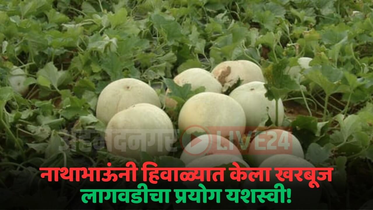 melon crop