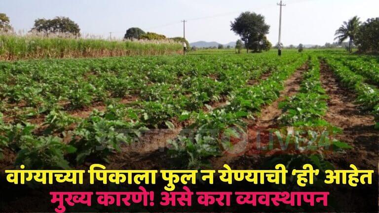 brinjal crop