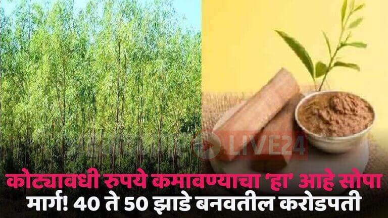 sandalwood farming