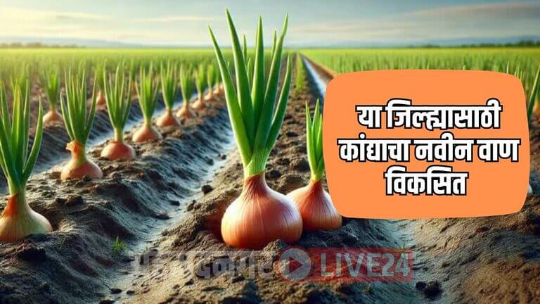 Onion New Variety