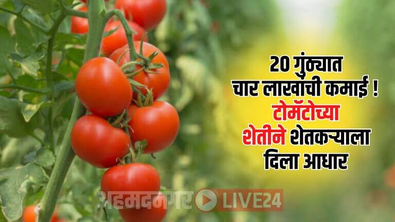 Tomato Farming