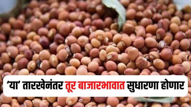 Tur Price Maharashtra 2025