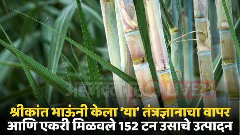 sugarcane crop