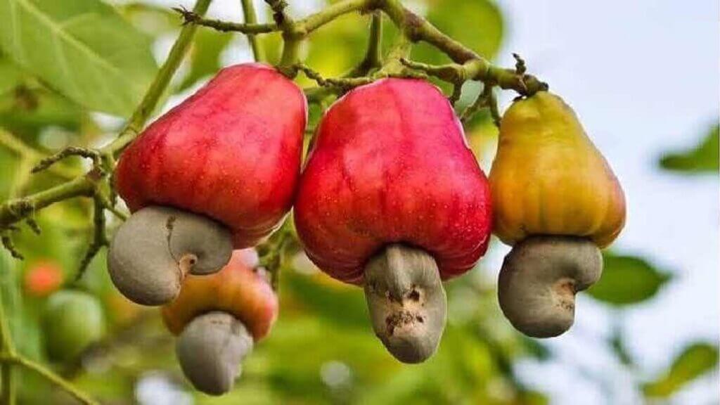 cashew crop