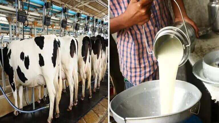 dairy business