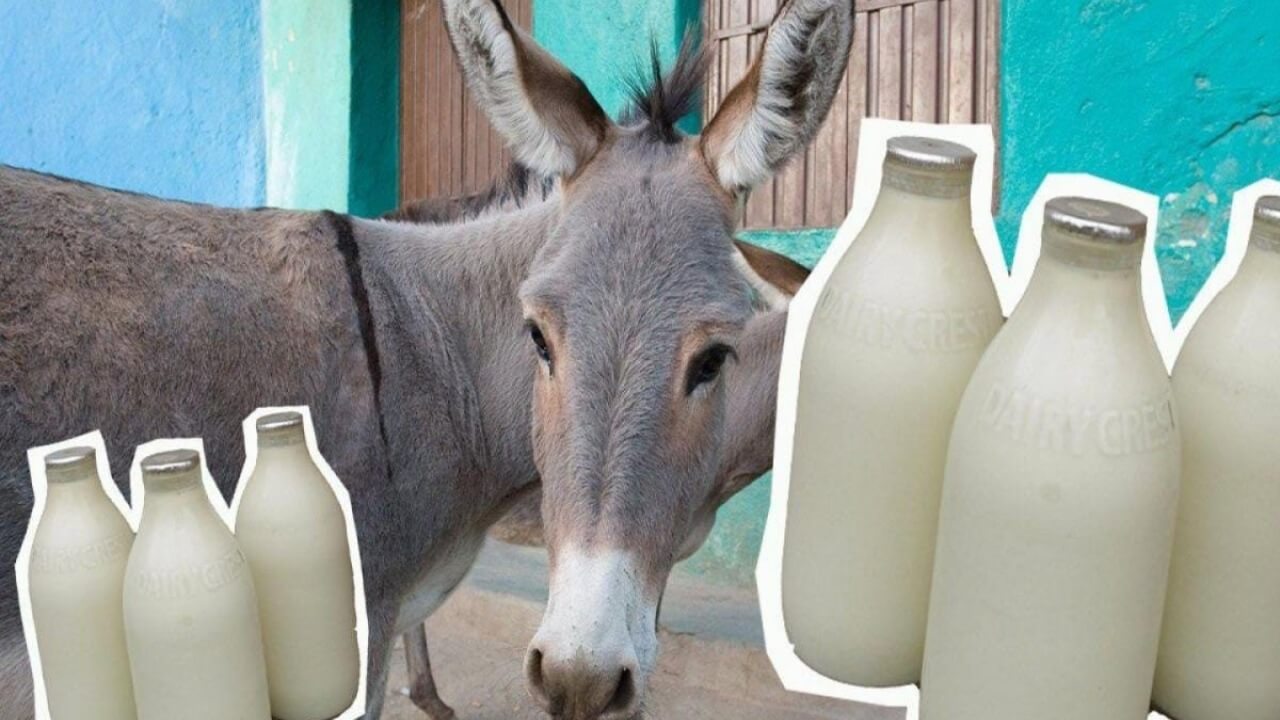 donkeys milk