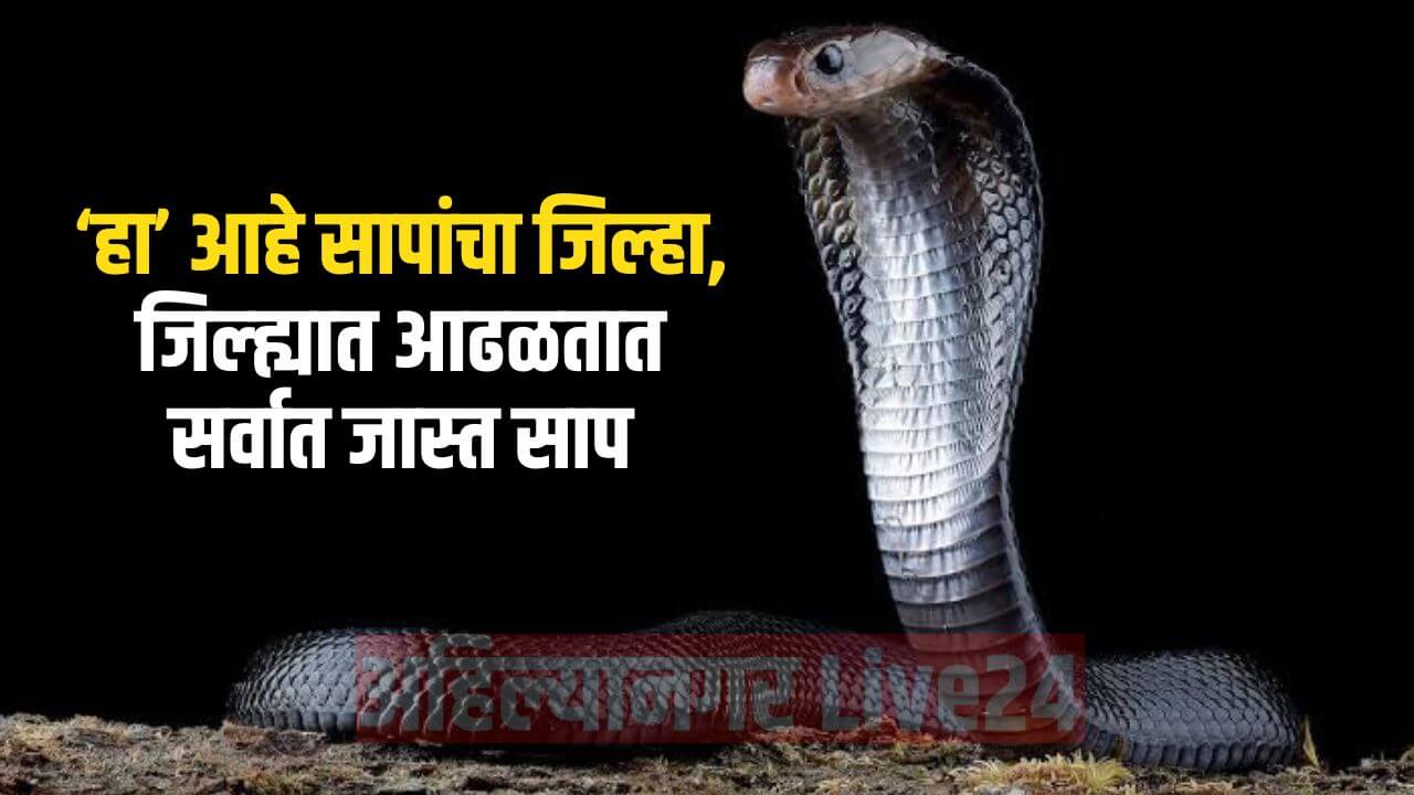 Snake Viral News