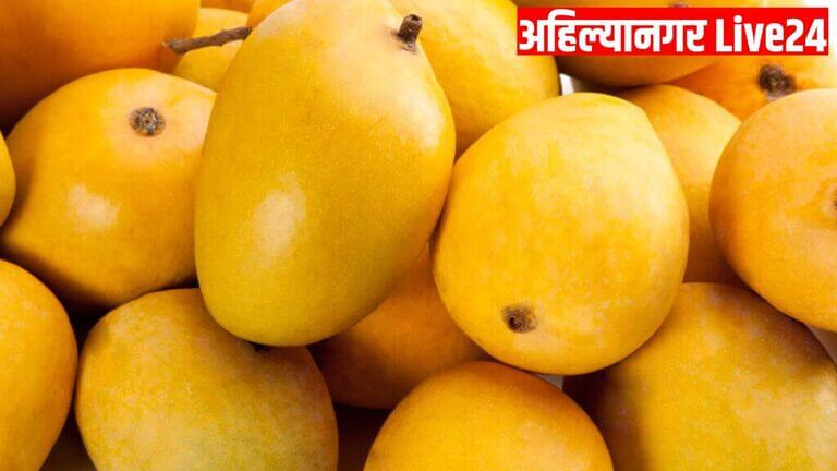 Hapus Mango Rate