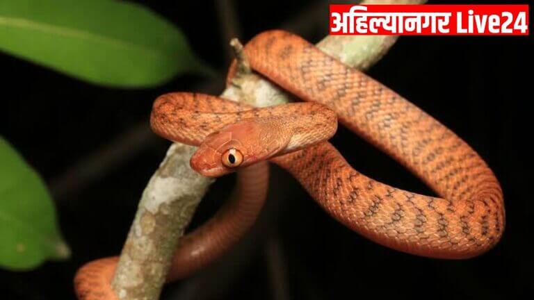 Snake Viral News