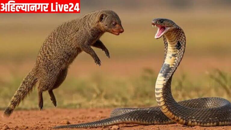 Snake Viral News