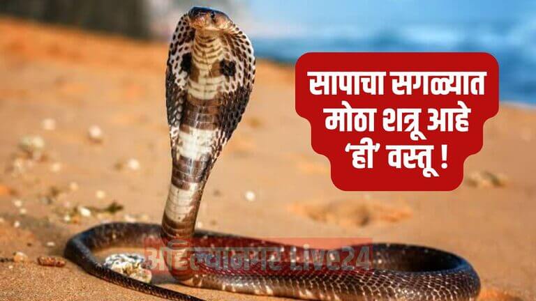 Snake Viral News